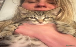 Maine Coon cats for sale: Beautiful tabby Maine Coon X kittens  - Image 24