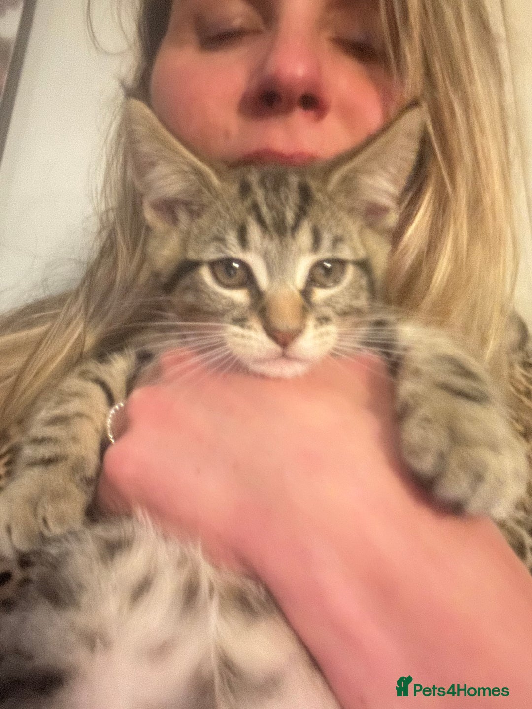 Maine Coon cats for sale: Beautiful tabby Maine Coon X kittens  - Image 24