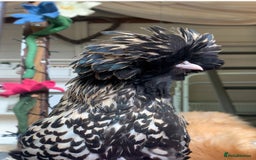 Chickens poultry for sale: 2x silkies 1x polish  - Image 6