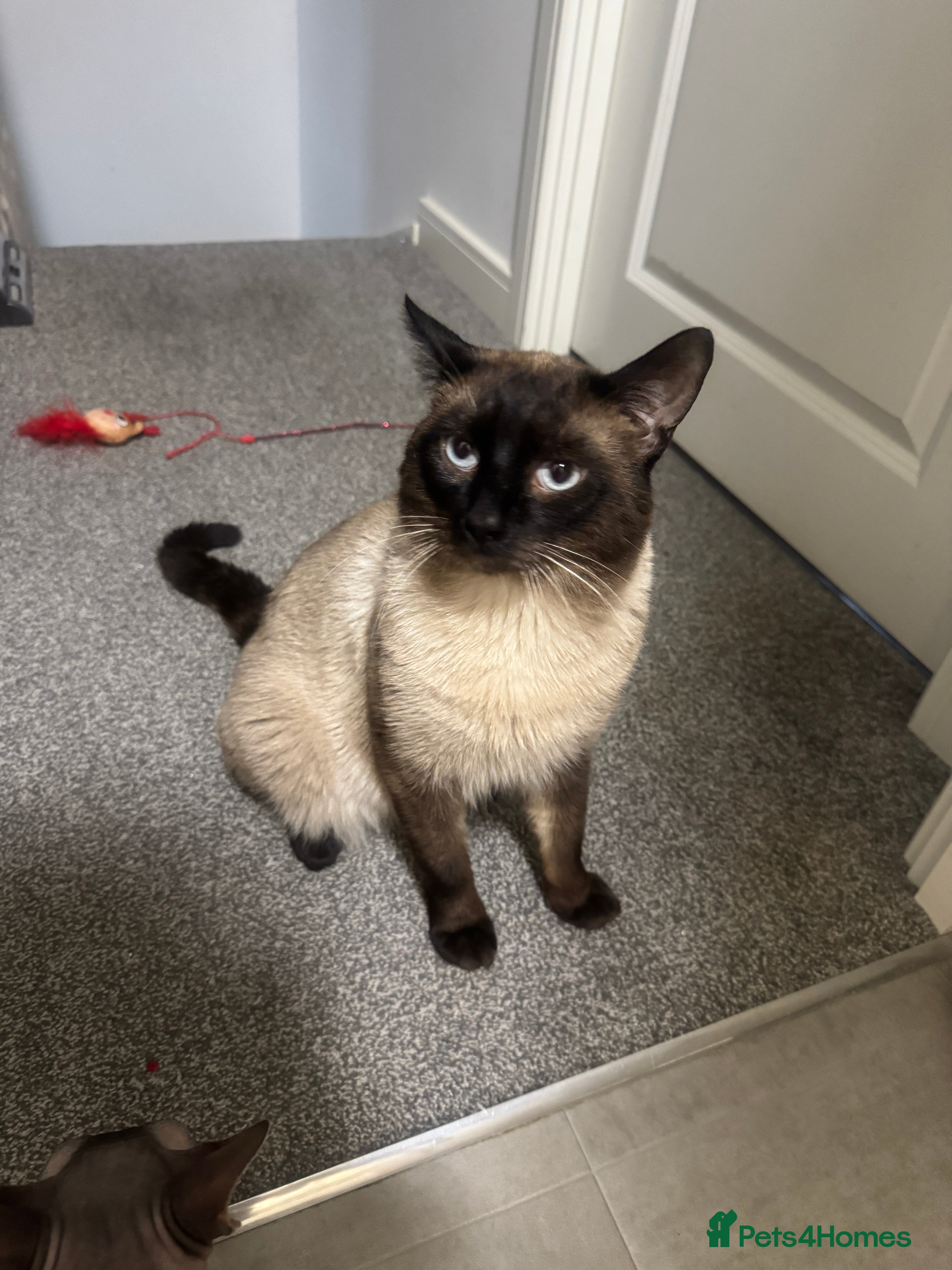 Mixed Breed cats Siamese x mixed breed  - Advert 1