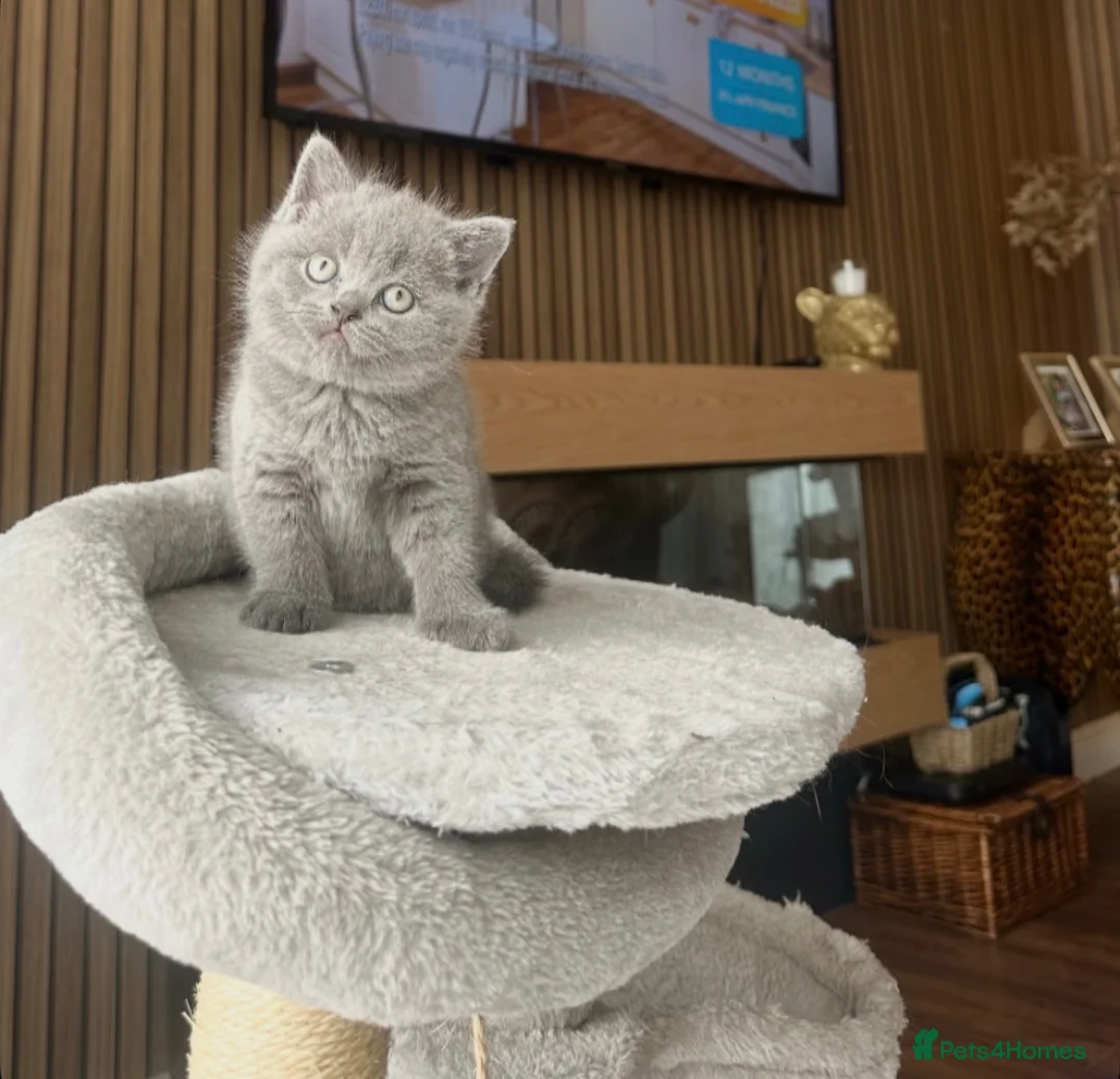 British Shorthair cats for sale: Beautiful pedigree British Short Hair kittens  - Advert 5