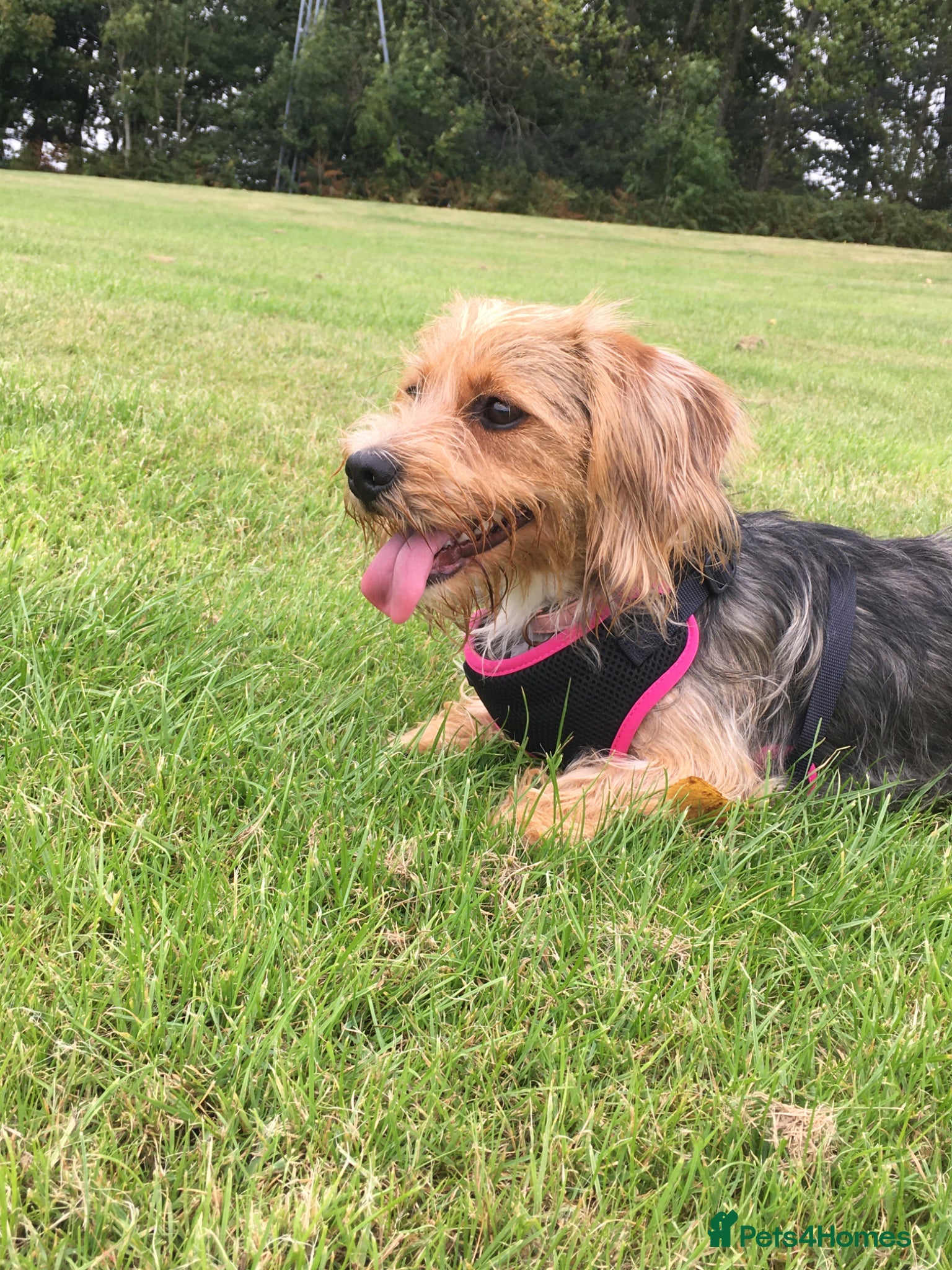 Mixed Breed dogs Dog seeking experienced loving home - Advert 2