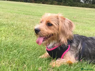 Mixed Breed dogs Dog seeking experienced loving home - Advert 10