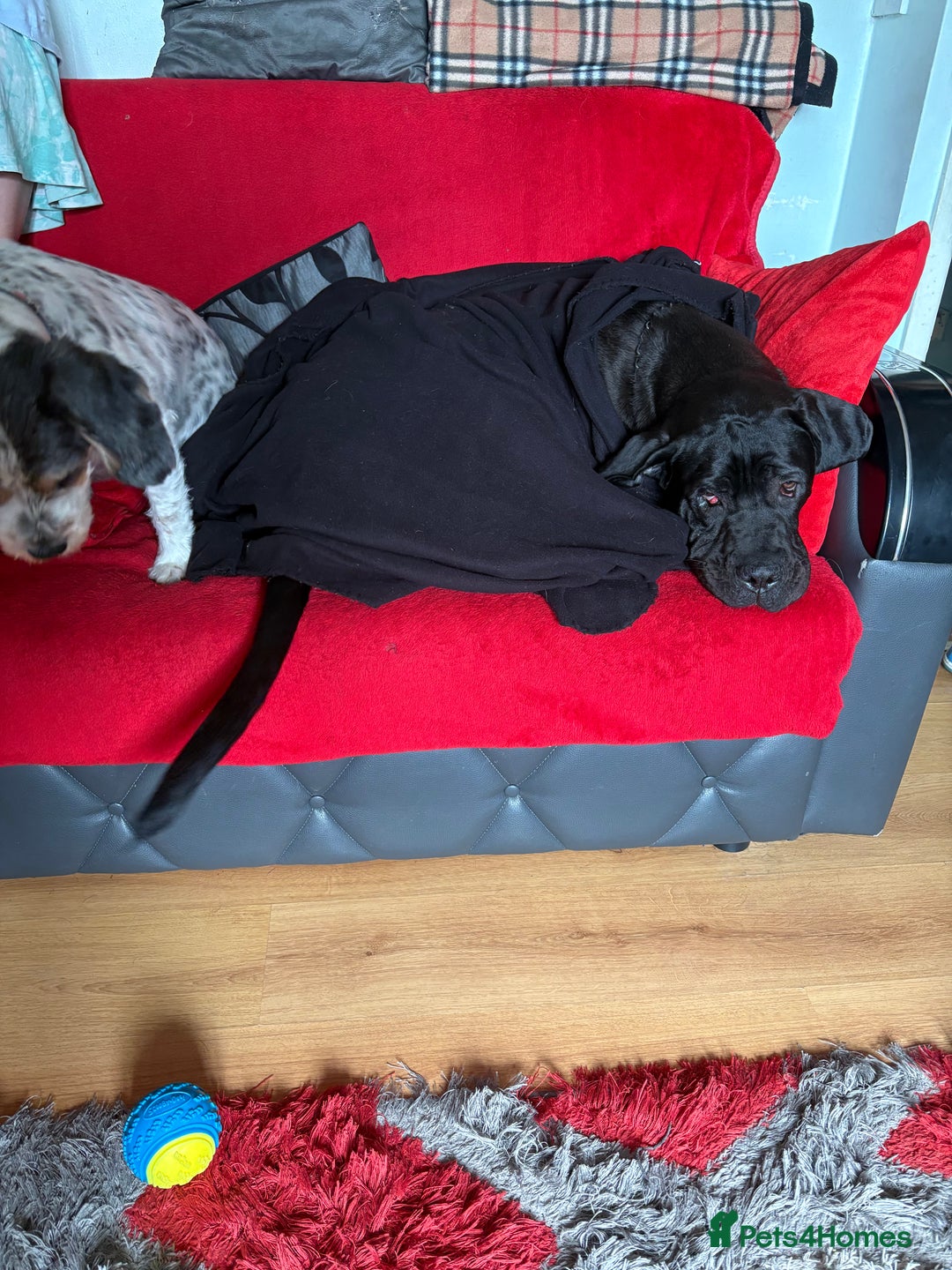Cane Corso dogs for sale: 1 year old male cane Corso  - Image 3