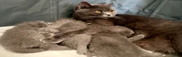 British Shorthair cats for sale: READY NOW ✨ British Shorthair Blue Kittens  - Advert 18