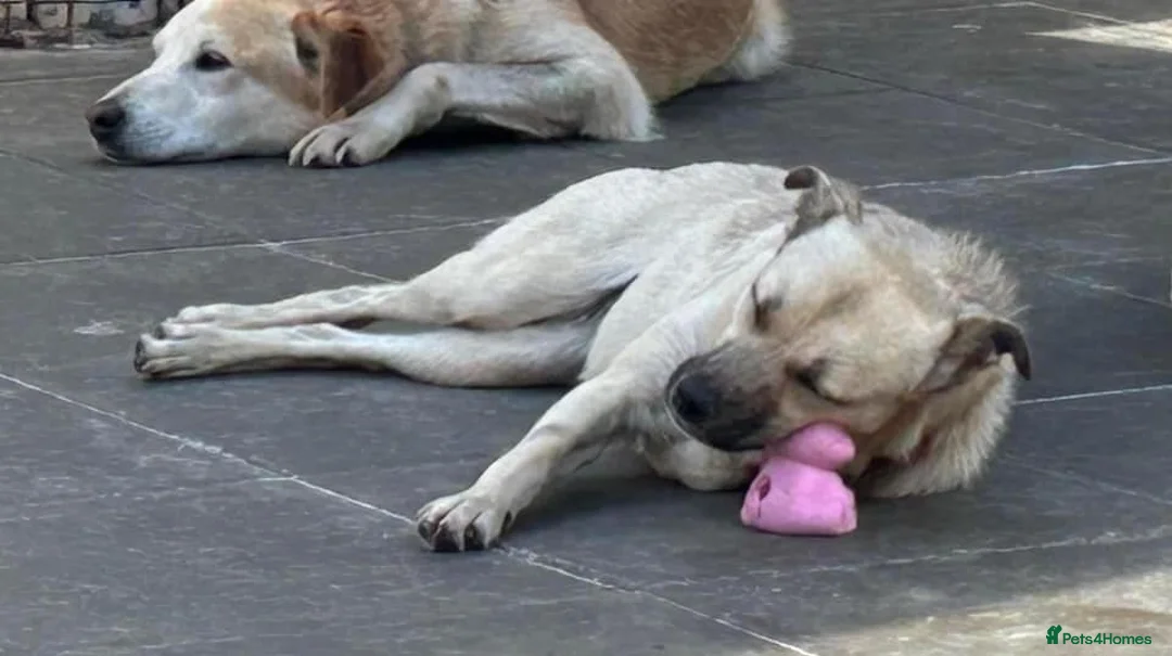 Mixed Breed dogs for adoption: Barbie - Norwich Norfolk  in Norwich - Advert 2