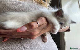 Ragdoll cats for sale: Ragdoll Kittens Ready Now. Mink - Image 4