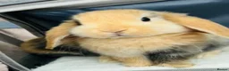 Mini Lop rabbits for sale: Beautiful Mini Lop, Bonded Sisters in Newcastle upon Tyne - Advert 21