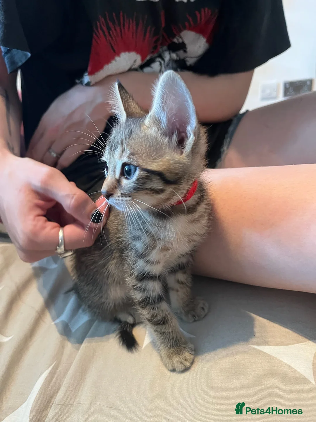Bengal cats for sale: 🐾 Beautiful Bengal x Maine Coon Kittens 🐾 - Advert 2