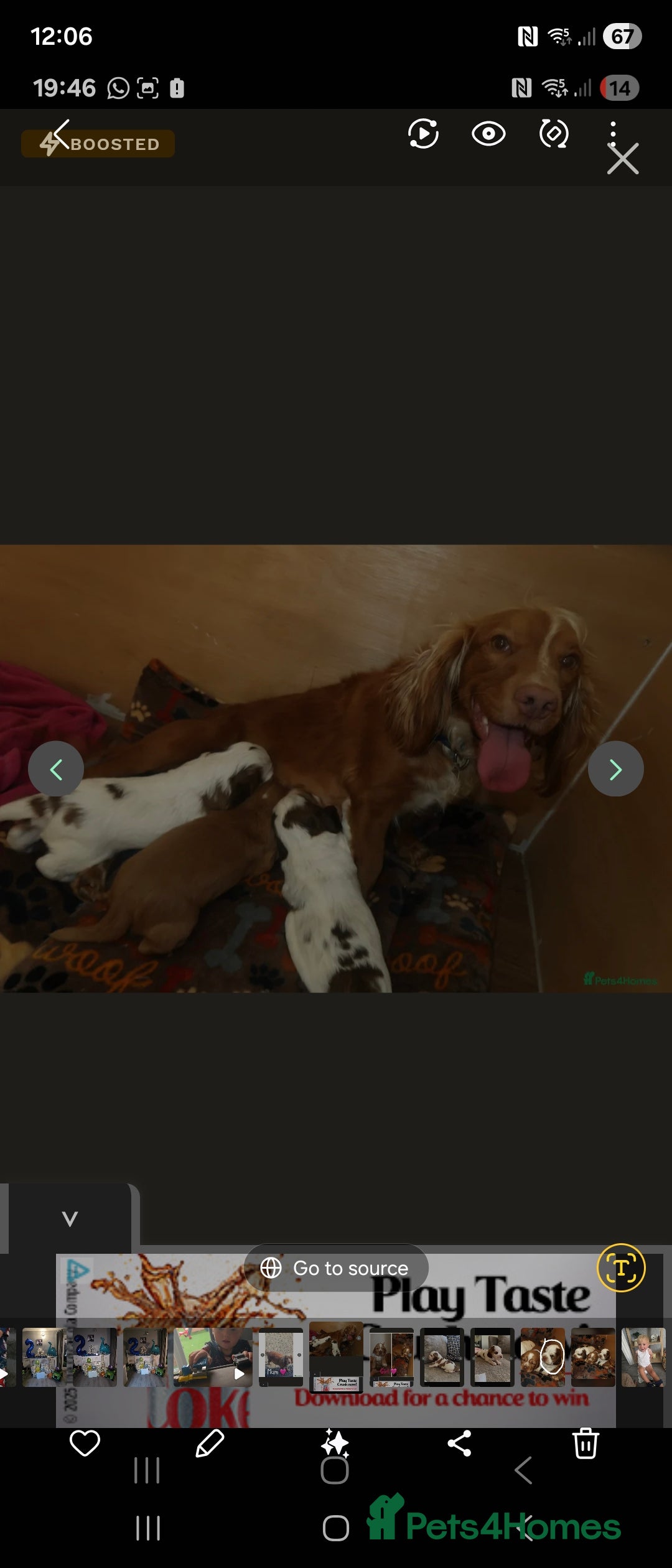 Cocker Spaniel dogs for sale: Female show cocker spaniel  - Image 4