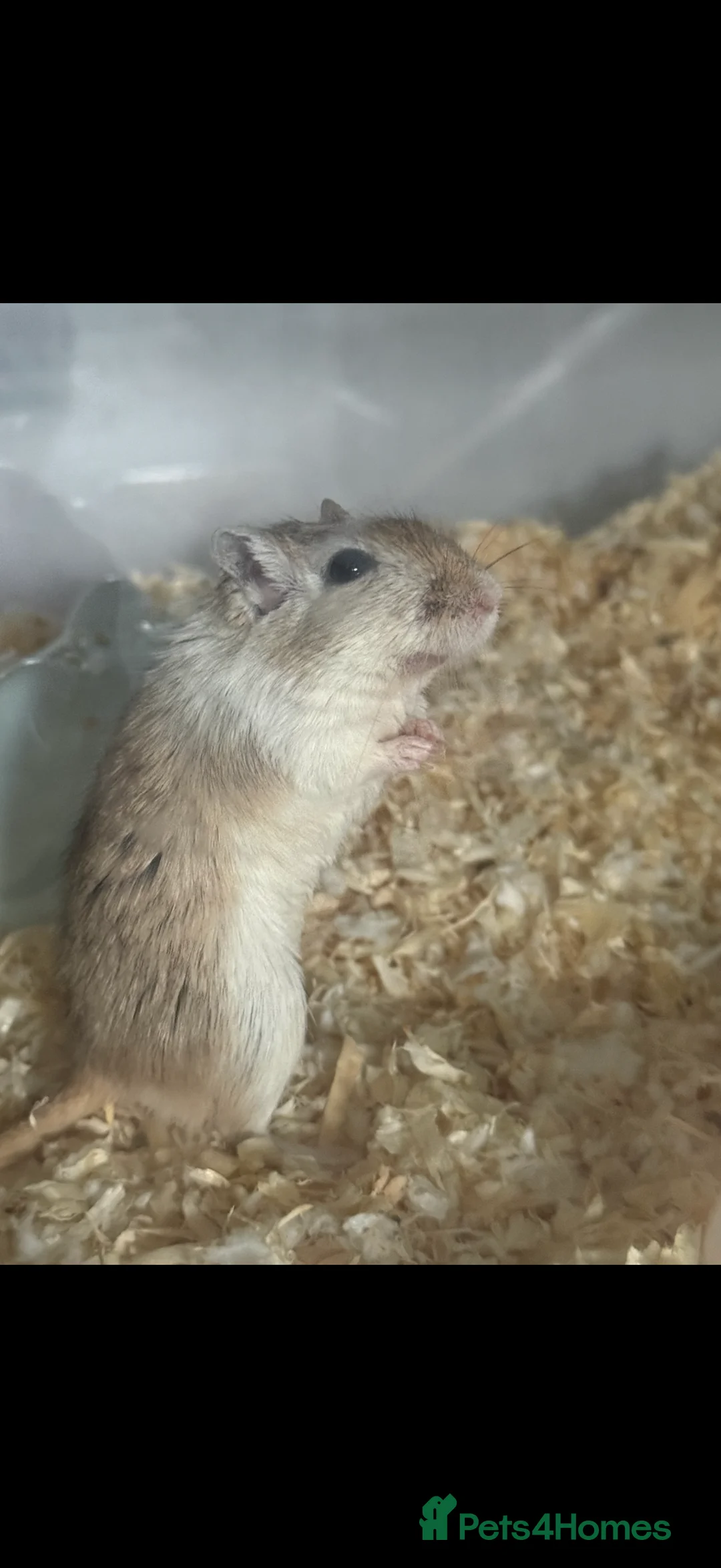 Gerbil rodents for sale: Lone Female Gerbil  in Banstead - Advert 2