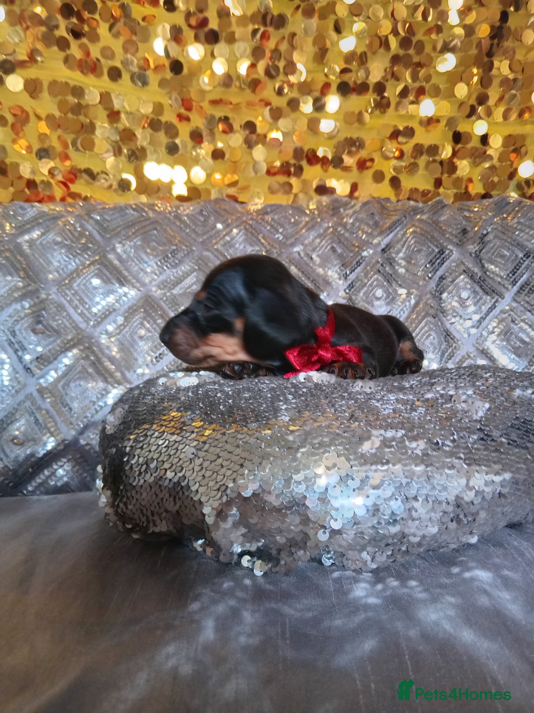 Miniature Dachshund dogs for sale: 7 MINIATURE DUSCHUND PUPPIES 🐶  - Image 4