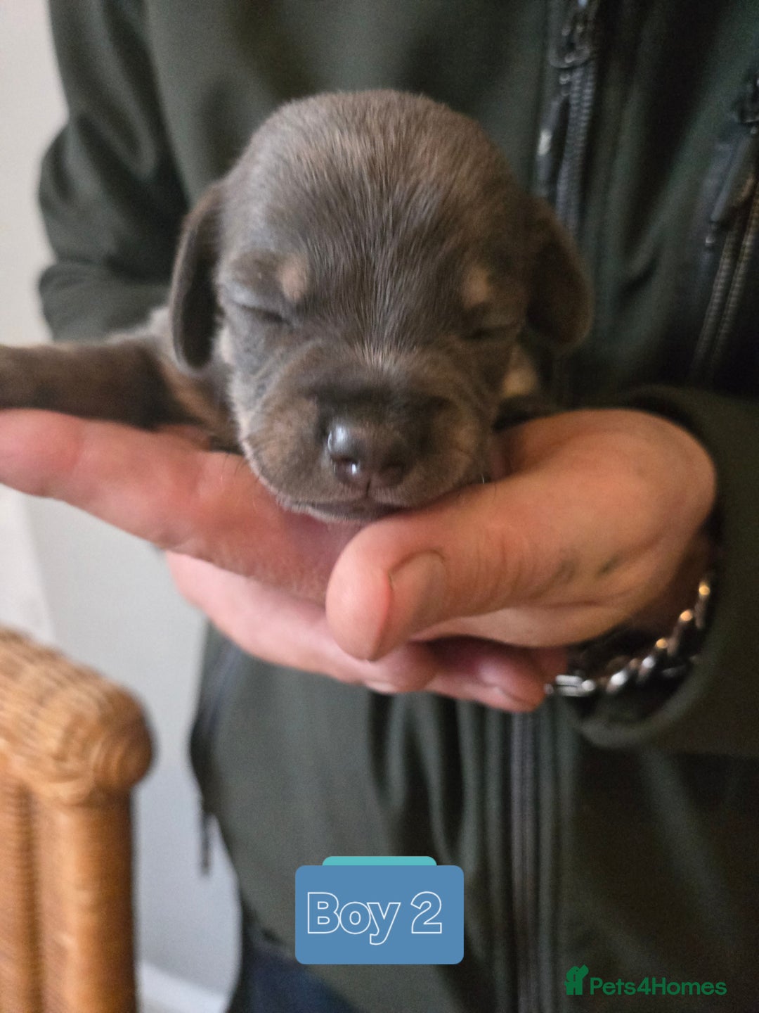 Mixed Breed dogs for sale: 5 beautiful Chiweenie puppies for Sale  - Image 9