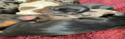 Mixed Breed dogs for sale: 7 beautiful puppies  in Taunton - Advert 6