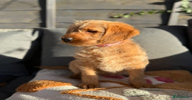 Australian Labradoodle dogs Australian Labradoodle Puppies F1b - Advert 11