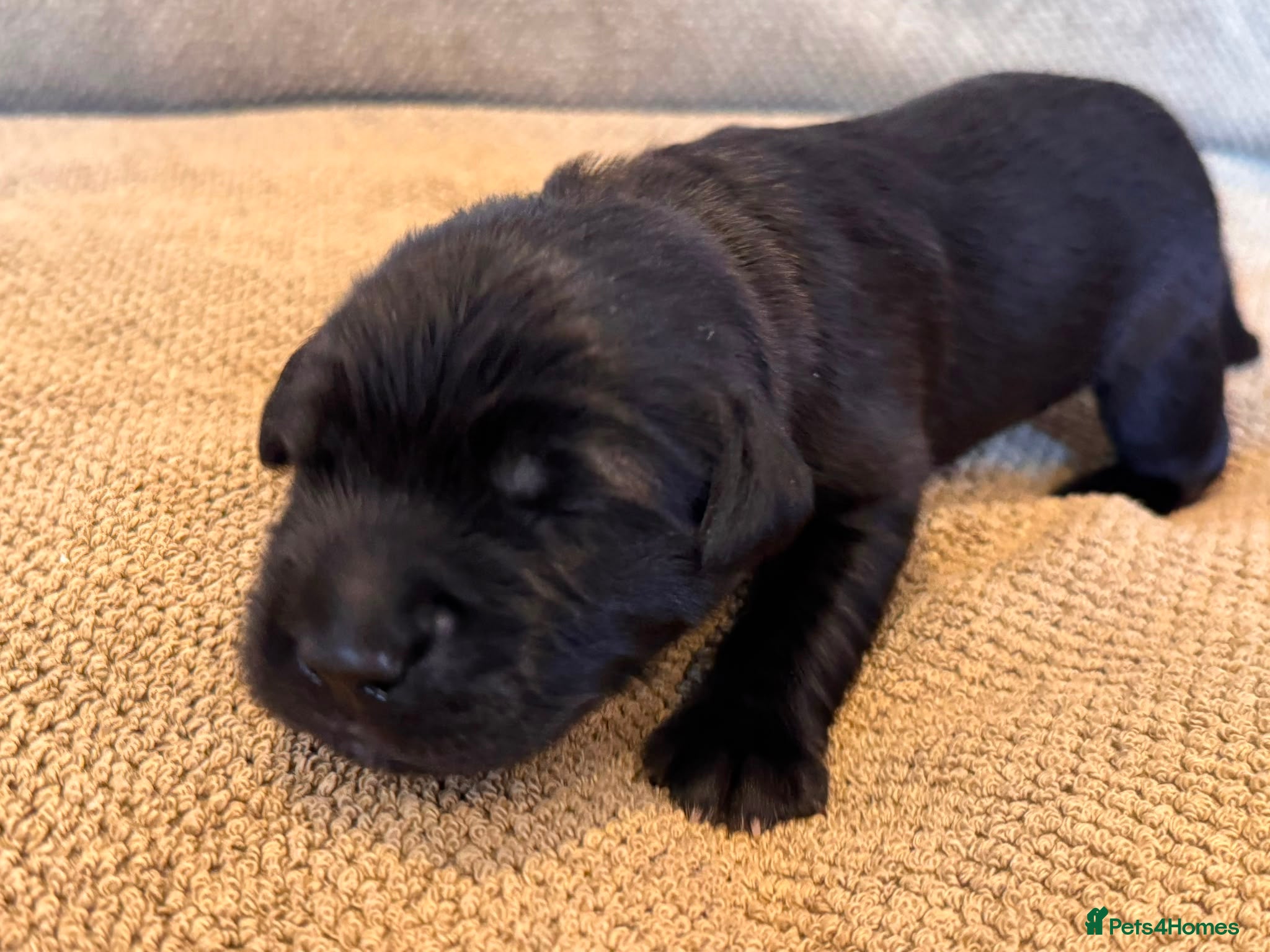 Mixed Breed dogs Tibetan Saint Puppies - 2nd Generation  - Advert 2