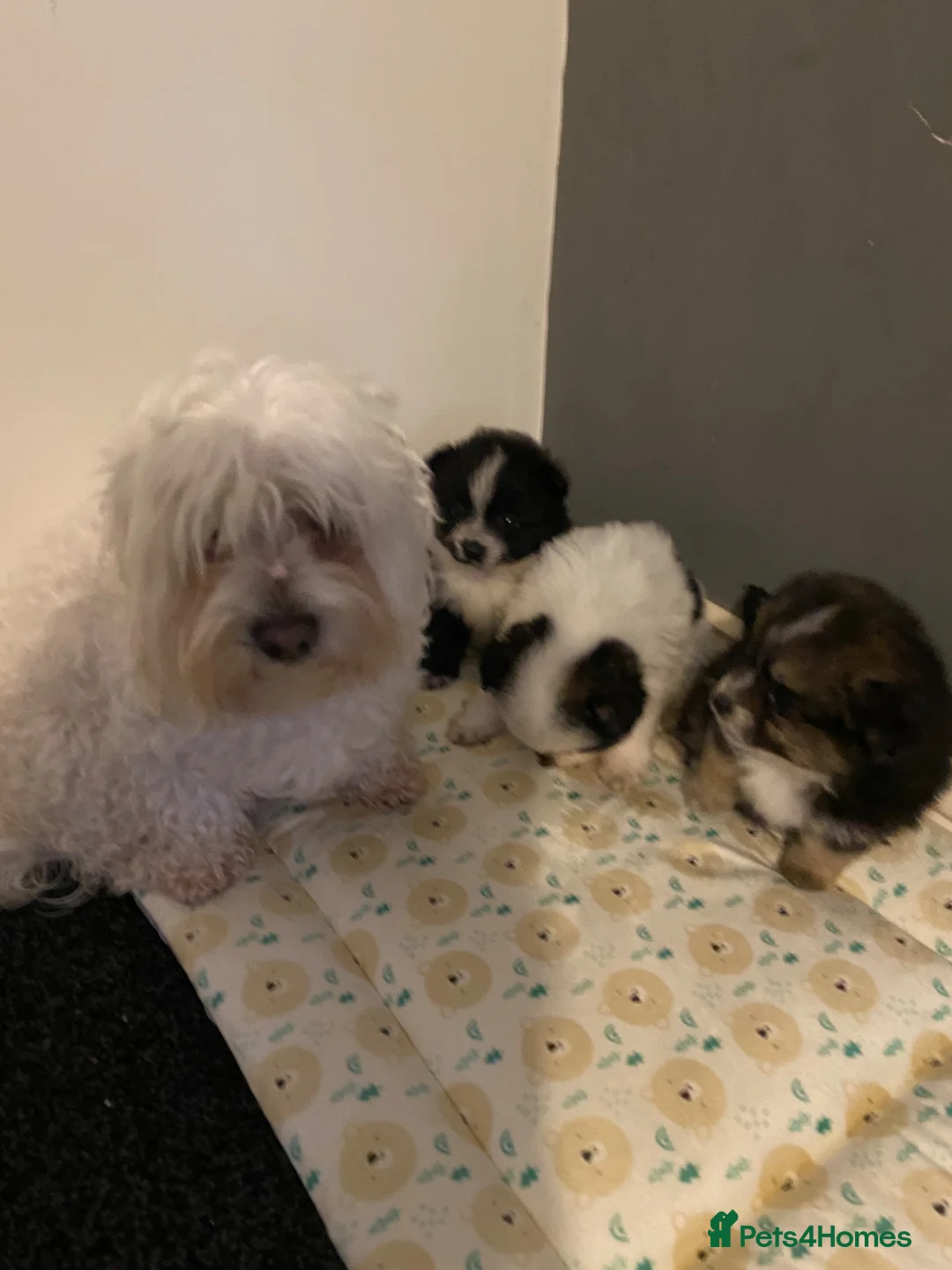 Maltipom dogs for sale: Maltese x Pomeranian Puppies in Stoke-on-Trent - Advert 2