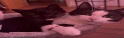 Mixed Breed cats for sale: Looking for a Loving & Caring Home  - Advert 1