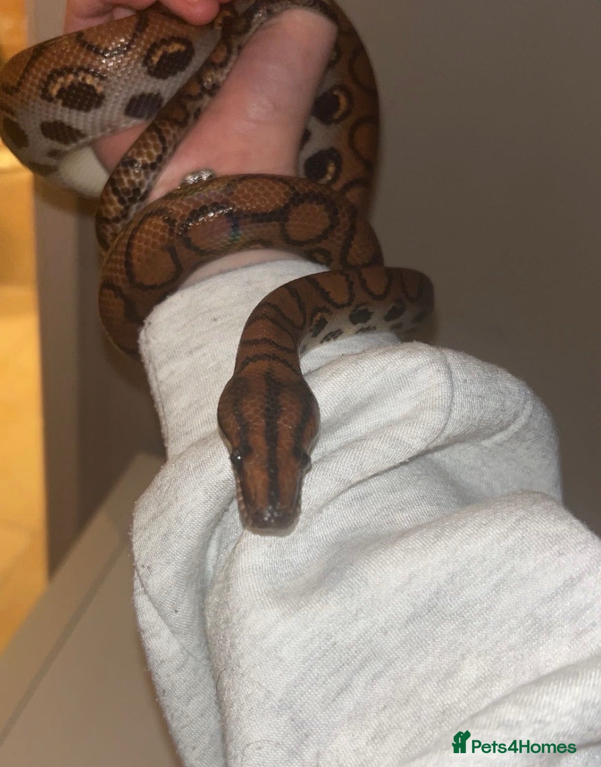 Boa Snake reptiles Brazilian Rainbow Boa - Advert 4