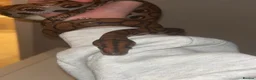 Boa Snake reptiles for sale: Brazilian Rainbow Boa - Advert 1