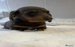 Miniature Dachshund dogs for sale: 2 stunning miniature dachshund puppy’s  - Image 27