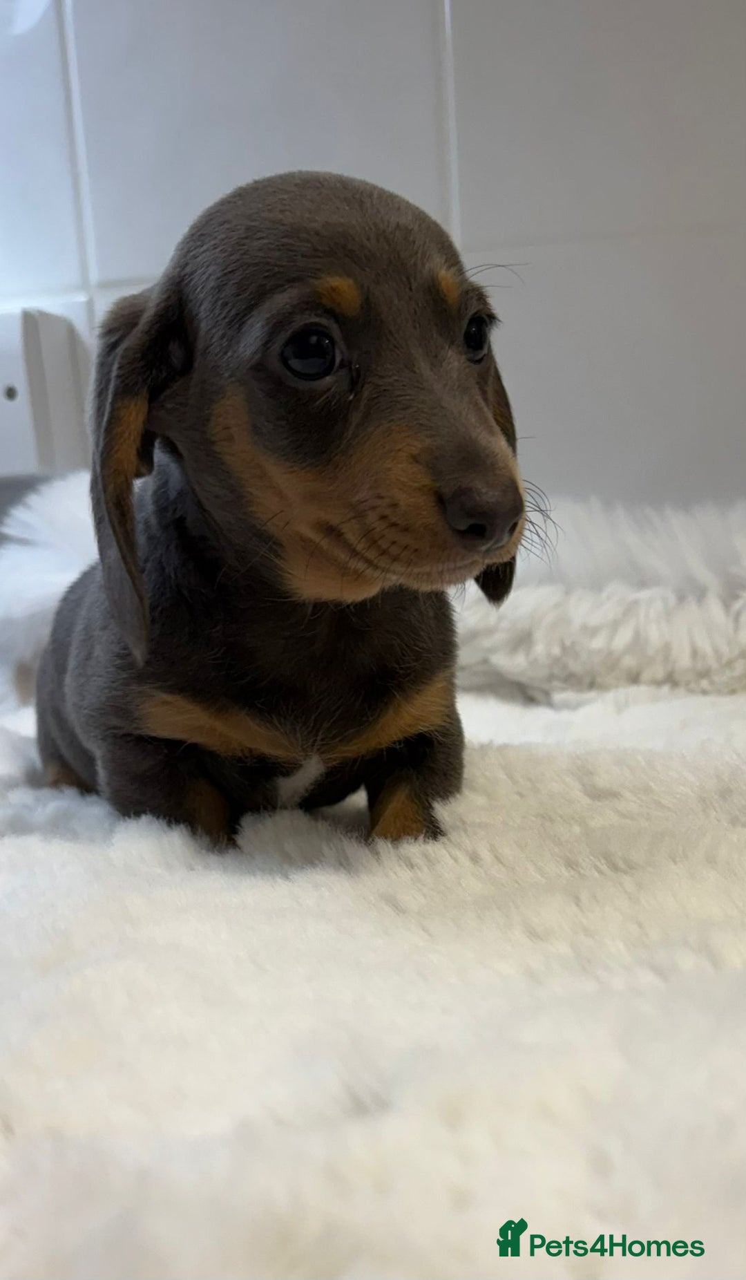 Miniature Dachshund dogs for sale: 2 stunning miniature dachshund puppy’s  - Image 27