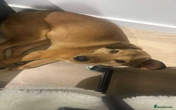 Mixed Breed dogs for adoption: Fajitas for adoption - Advert 3