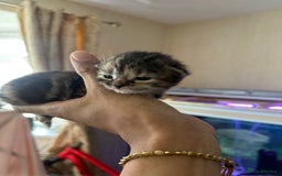 Norwegian Forest Cat cats for sale: Kittens for sale  - Image 9