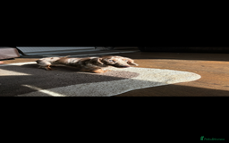 Miniature Dachshund dogs for stud:  BUMBO Miniature longhair dachshund stud - Image 4