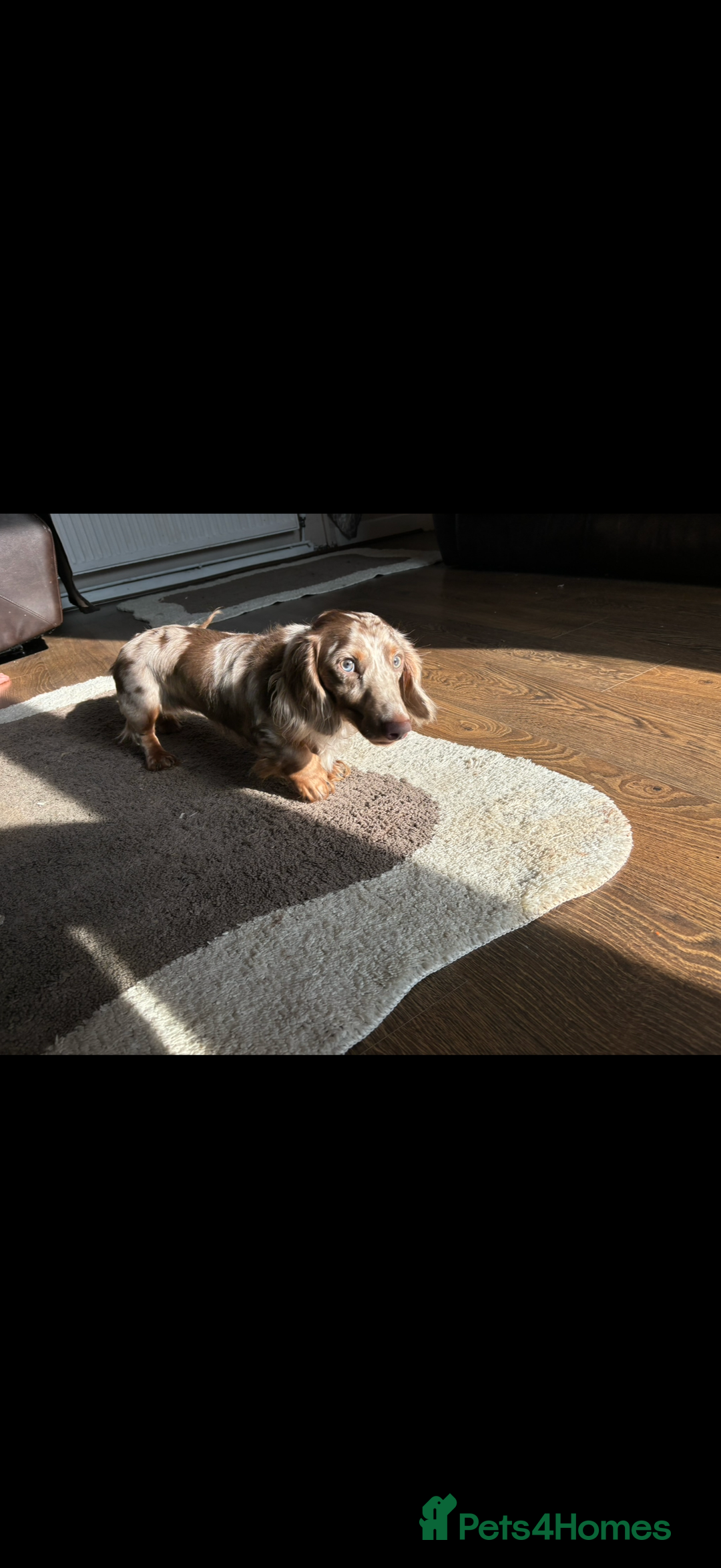 Miniature Dachshund dogs for stud:  BUMBO Miniature longhair dachshund stud - Image 4