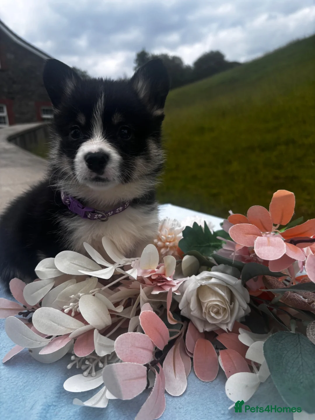 Welsh Corgi Pembroke dogs for sale: Stunning champion breed Tri Corgi Puppies  - Advert 1