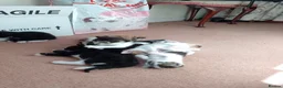 Mixed Breed cats for sale: Kittens from loving country cottage home - Advert 14