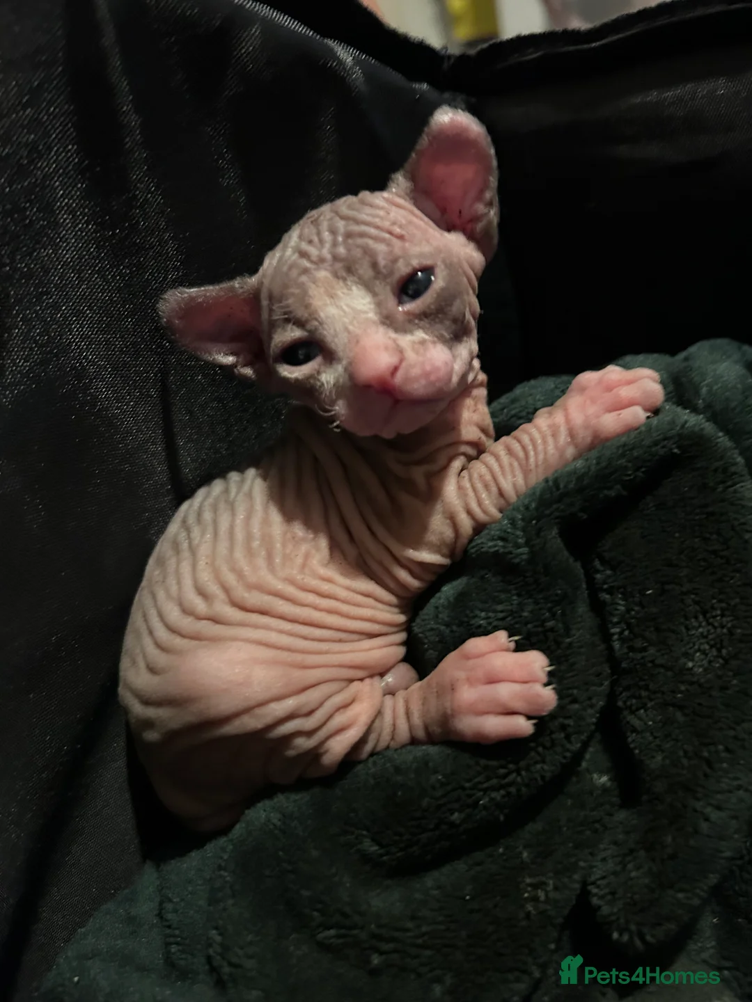Sphynx cats for sale: Beautiful Sphynx babies  - Advert 12