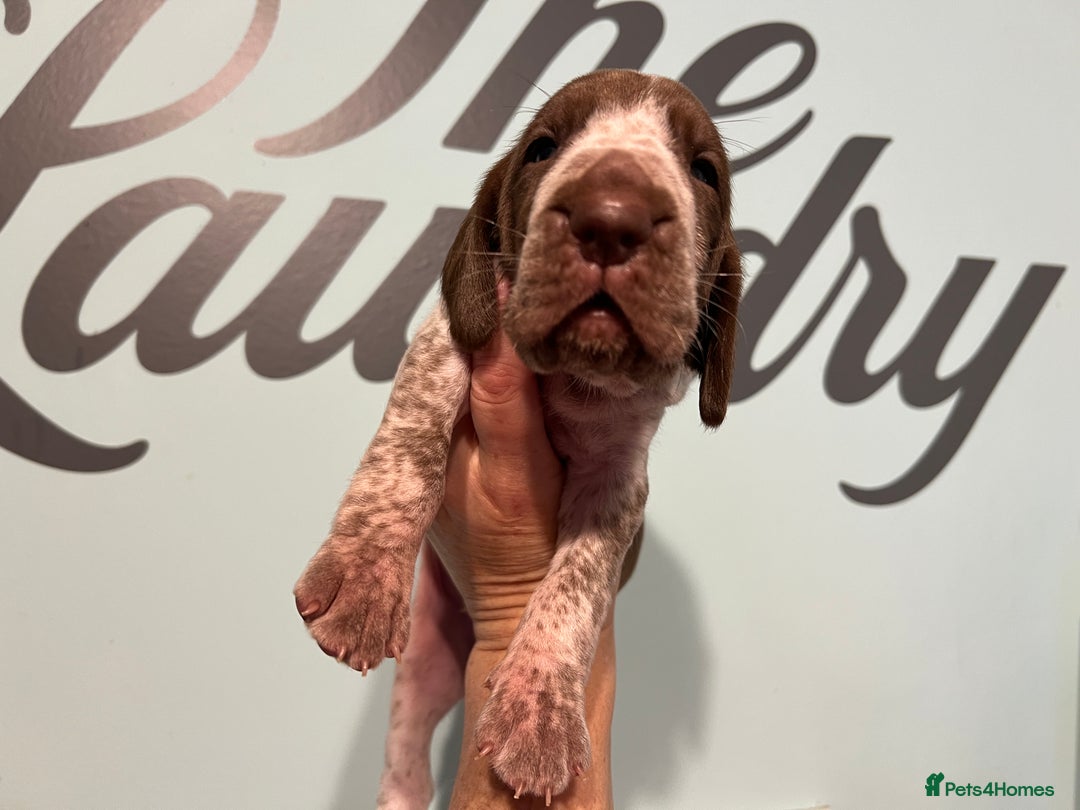 Bracco Italiano dogs for sale: Family raised Bracco Italiano puppies - Advert 19