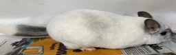 Chinchilla rodents for sale: Whitey, fabulous Wilson White boy - Advert 6