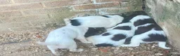 English Springer Spaniel dogs for sale: exceptionally well bred L&W / B&W springer puppies - Advert 2