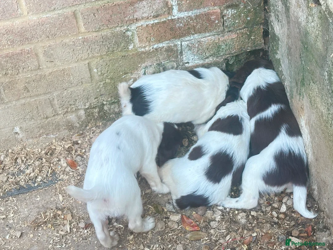 English Springer Spaniel dogs for sale: exceptionally well bred L&W / B&W springer puppies - Advert 2