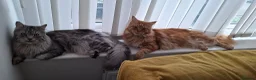 Maine Coon cats for sale: 2 male maine coons in Manchester - Advert 3