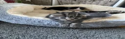 Mixed Breed cats for sale: Kittens for sale £100  in Sowerby Bridge - Advert 27