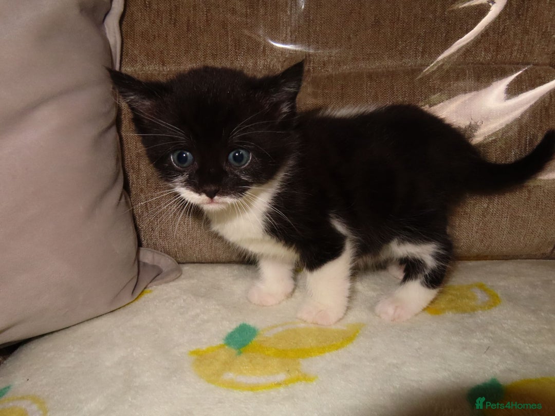 British Shorthair cats for sale: Kittens - Image 11
