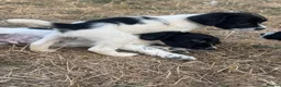 English Springer Spaniel dogs for sale: Healthy springer spaniel pups - Advert 22