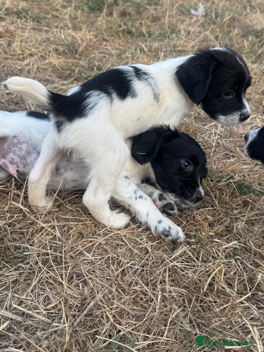 English Springer Spaniel dogs for sale: Healthy springer spaniel pups - Advert 22