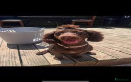Cocker Spaniel dogs for sale: Beautiful KC Cocker Spaniel Pups - Black - Image 12