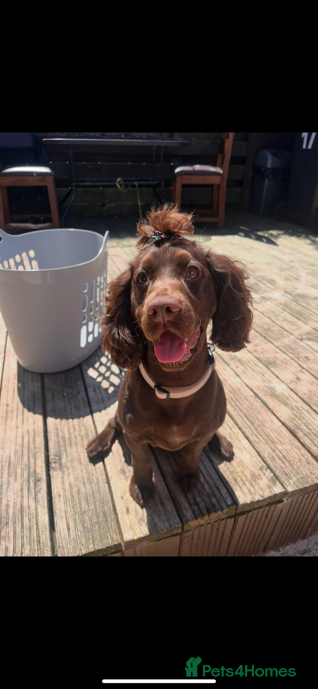 Cocker Spaniel dogs for sale: Beautiful KC Cocker Spaniel Pups - Black - Image 12