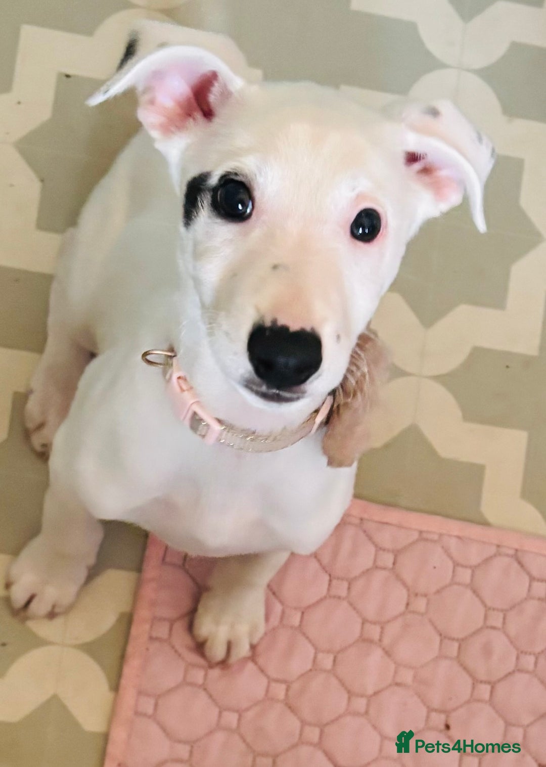 Mixed Breed dogs for sale: Stunning whippet cross female puppy - Image 4