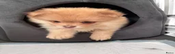 Pomeranian dogs for sale: Pomeranian puppy female  - Advert 8