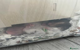 Hamster rodents for sale: 4 SYRIAN BABYS FOR SALE 💗 - Image 2