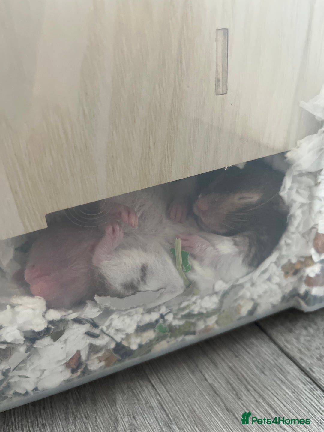 Hamster rodents for sale: 4 SYRIAN BABYS FOR SALE 💗 - Image 2