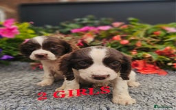 English Springer Spaniel dogs for sale: QUALITY WORKING ESS PUPS - Image 26