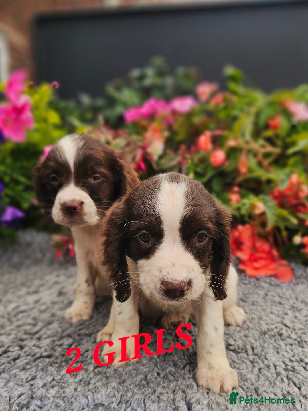 English Springer Spaniel dogs for sale: QUALITY WORKING ESS PUPS - Image 26